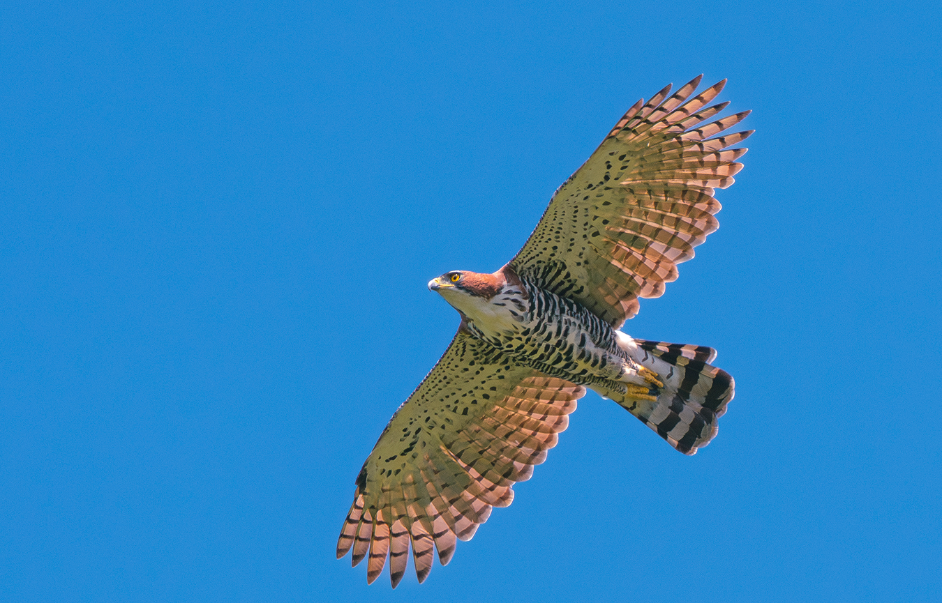 Add Image Description